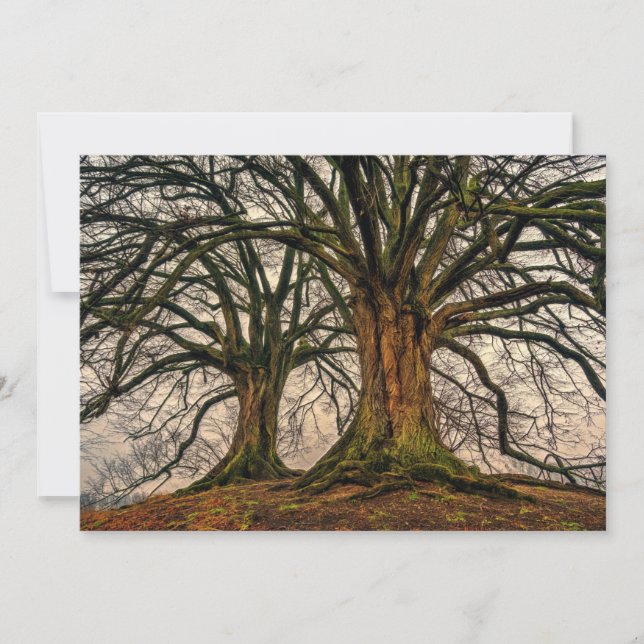 Old Oak Tree in Winter (Front)