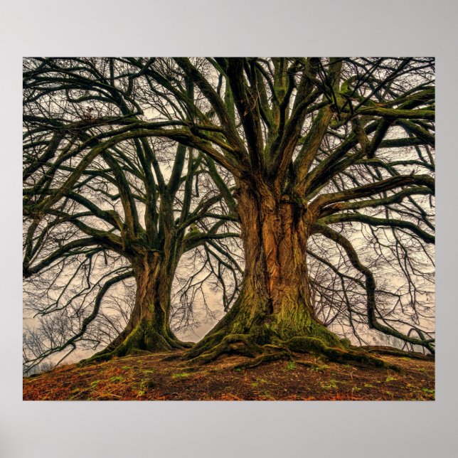 Old Oak Tree in Winter Poster (Front)