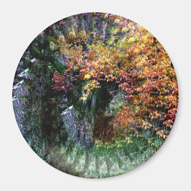 Old Oak Tree....... Magnet (Front)