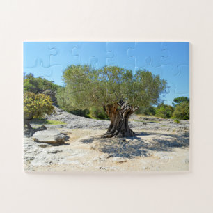 Old olive tree in France Jigsaw Puzzle