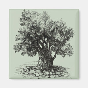 Old olive tree magnet