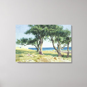 Old Olive Trees, Bordighera Canvas Print