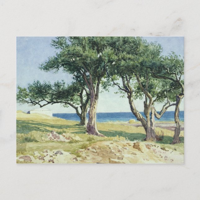 Old Olive Trees, Bordighera Postcard (Front)