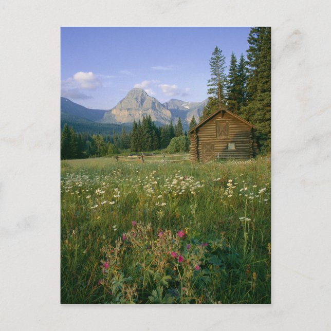 Old Park Service cabin in the Cut Bank Valley Postcard (Front)