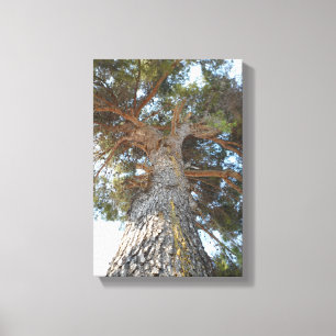 Old Pine Canvas Print