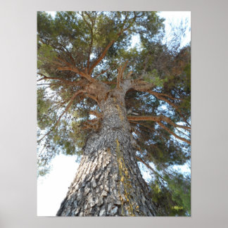 Old Pine Poster