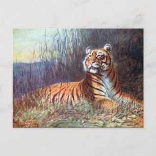Old Postcard - Bengal Tiger