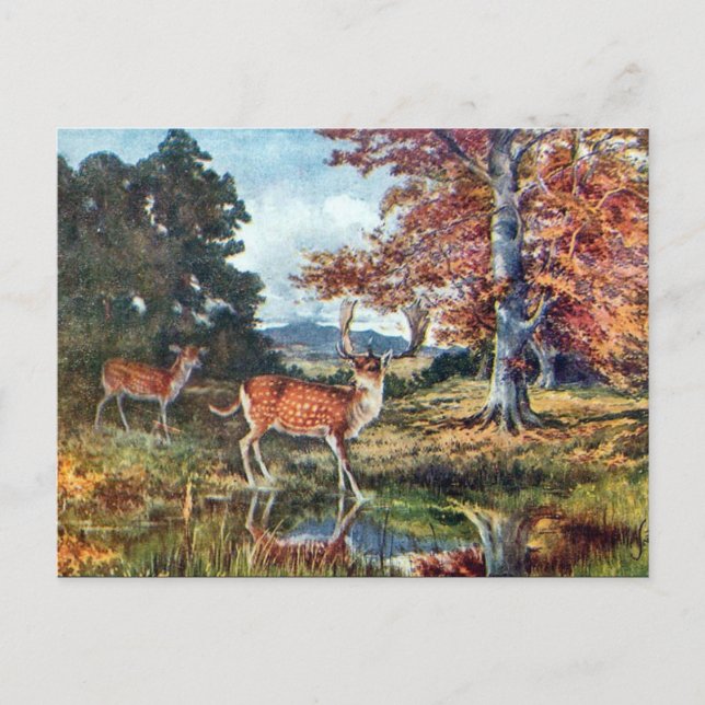 Old Postcard - Fallow Deer (Front)