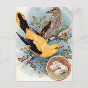 Old Postcard - Golden Oriole