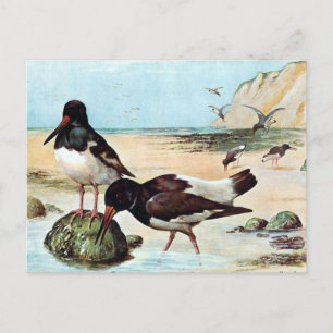 Old Postcard - Oyster Catcher