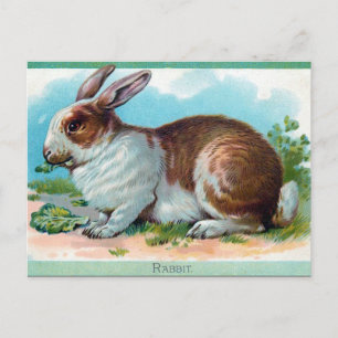 Old Postcard - Rabbit