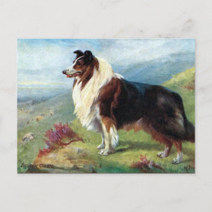 Old Postcard - Scotch Collie