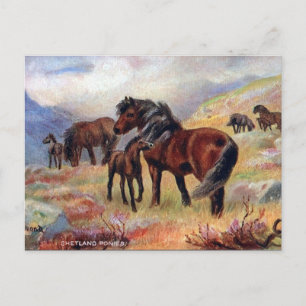 Old Postcard - Shetland Ponies