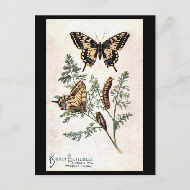 Old Postcard - Swallow Tail (Front)