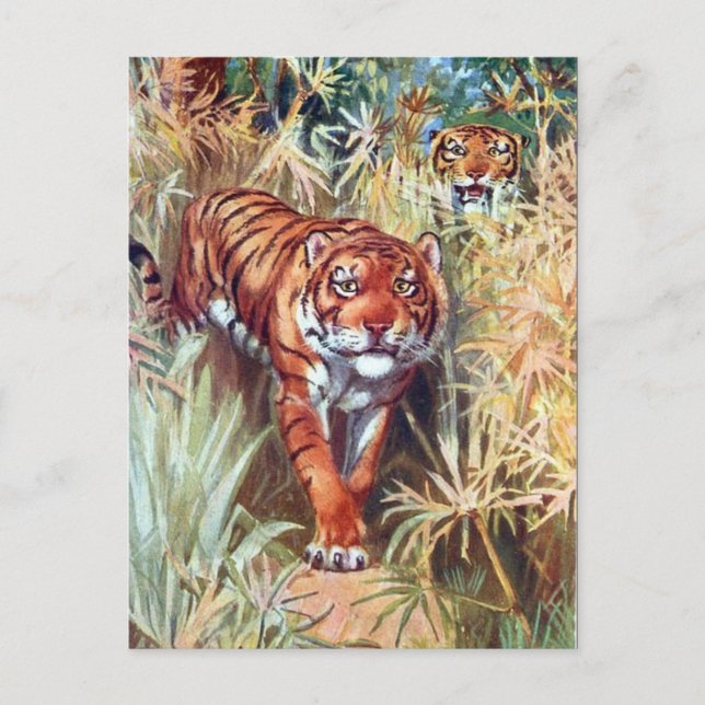 Old Postcard - Tigers (Front)