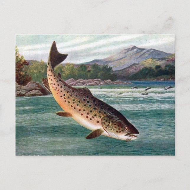 Old Postcard - Trout (Front)