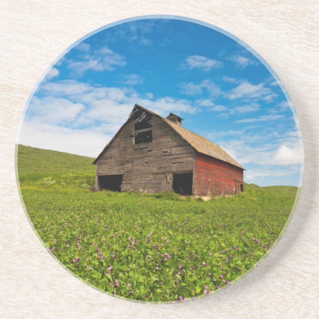 Old, red barn in field of chickpeas coaster (Front)