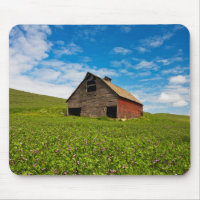 Old, red barn in field of chickpeas