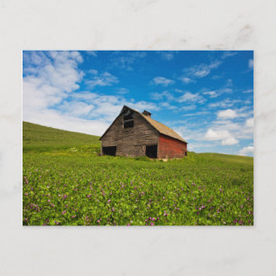 Old, red barn in field of chickpeas postcard