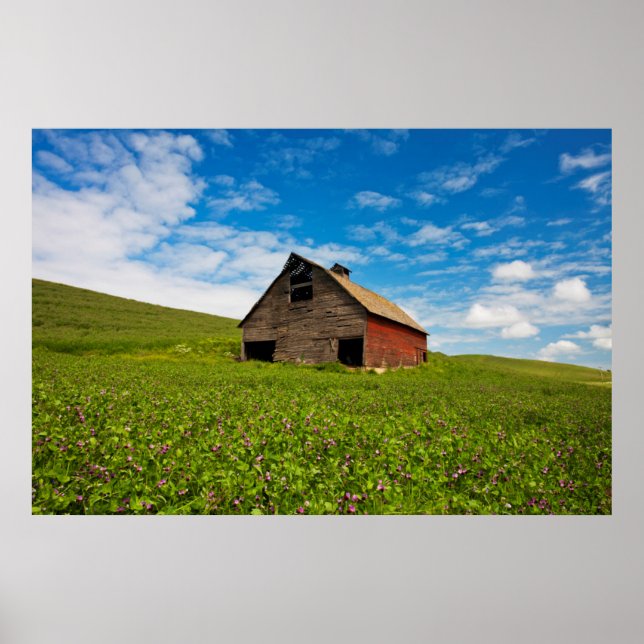 Old, red barn in field of chickpeas poster (Front)