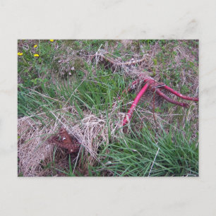 Old Red Bike Postcard