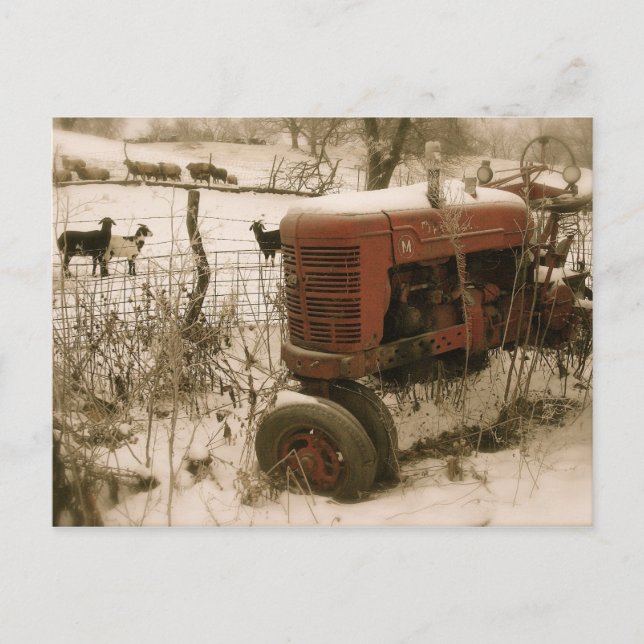 Old Red Tractor with Goats Christmas Postcard (Front)