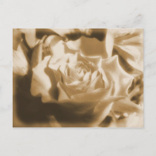 Old Rose Postcard