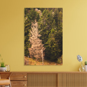 Old spruce tree standing proud canvas print