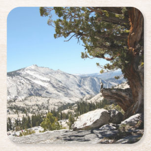 Old Tree at Yosemite National Park Square Paper Coaster