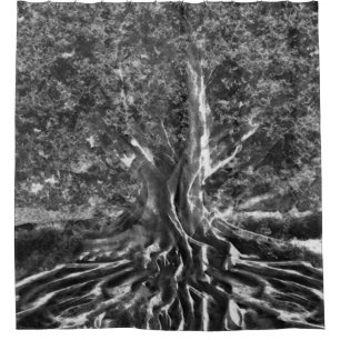 Old Tree in Black and White