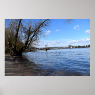 Old tree on the riverbank by Nierstein in Germany Poster