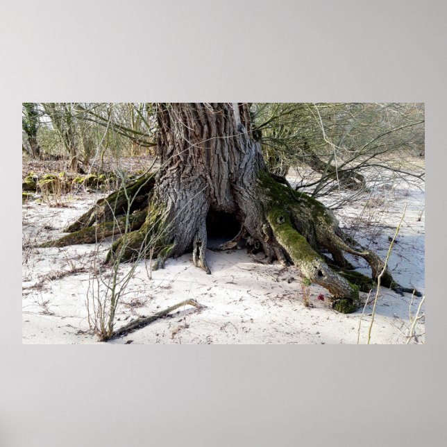 Old tree on the riverbank poster (Front)
