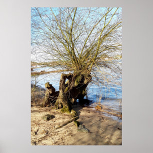 Old tree on the riverbank poster