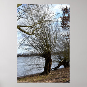 Old tree on the riverbank poster