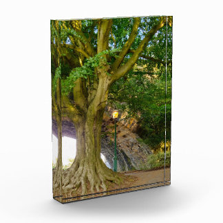 Old Tree Photo Block