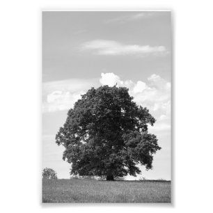 Old tree photo print