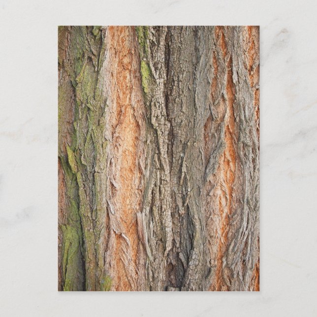 old tree postcard (Front)