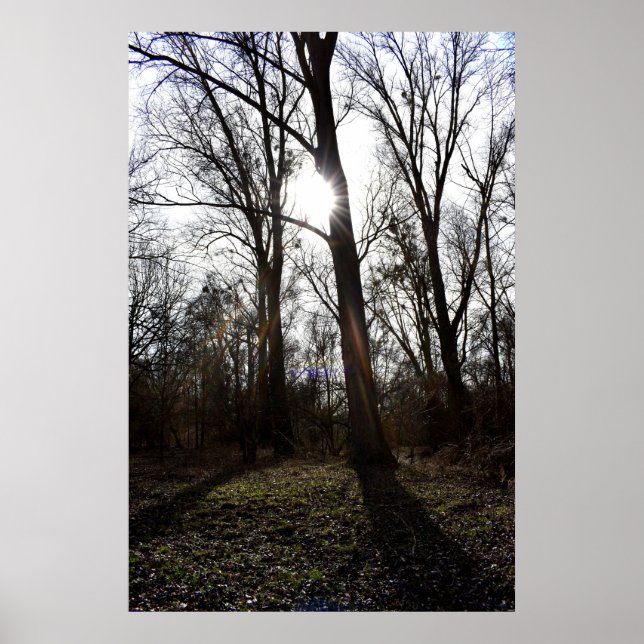 Old Tree , Winter Sun Poster (Front)