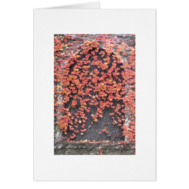 Old Window with Red Ivy (Front)