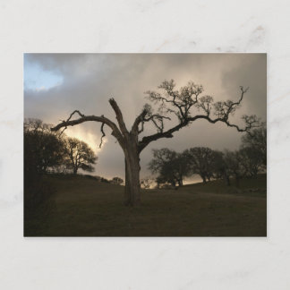 Old Winter Oak Postcard