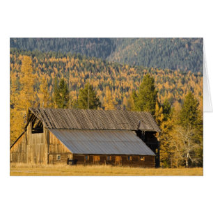 Old wooden barn with autumn tamaracks near