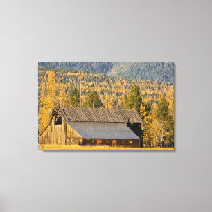 Old wooden barn with autumn tamaracks near canvas print