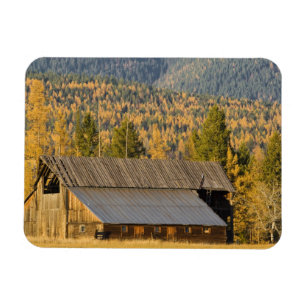 Old wooden barn with autumn tamaracks near magnet