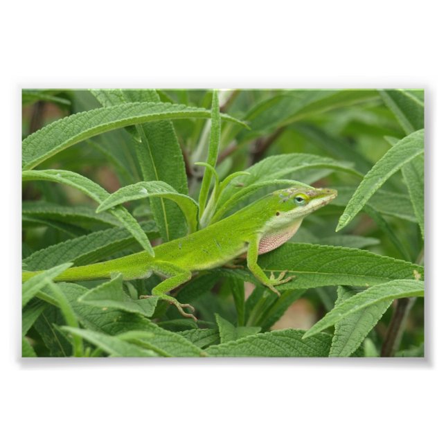 Old  World  Lizard aka Chameleon Photo Print (Front)