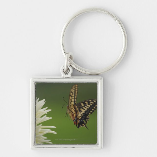 Old World Swallowtail Flying Keychain (Front)