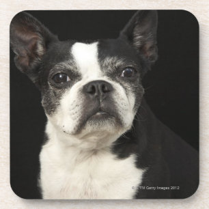 Older Bosten Terrier on black background Coaster