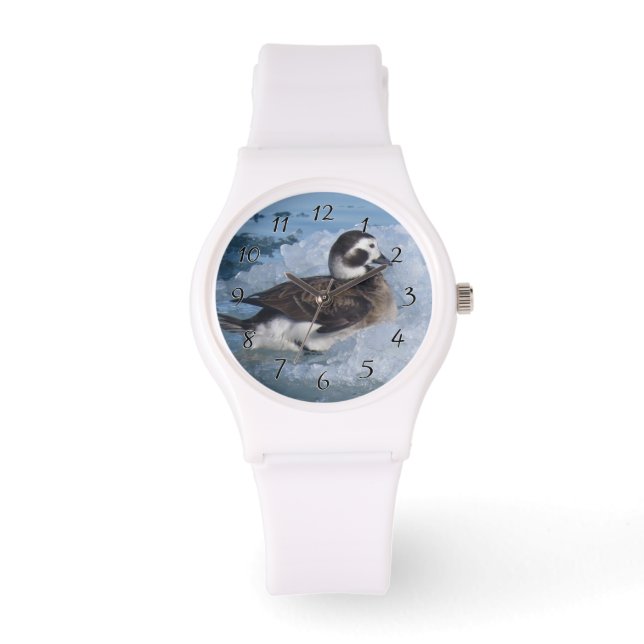 Oldsquaw Long tailed Duck on ice in the Ocean Watch (Front)