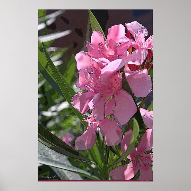 Oleander Art Poster -24x36 -other sizes available (Front)