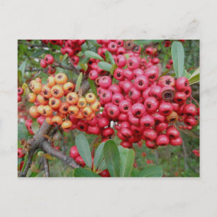 Oleander Berries December OBX Postcard