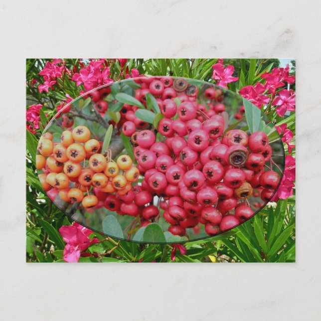 Oleander Blossoms & Berries Coordinating Items Postcard (Front)